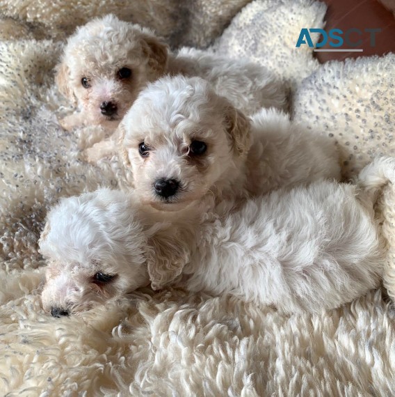 Bichon Frise Pup