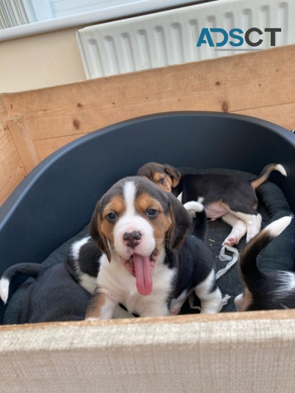 3 Lovely Beagle Puppies