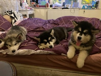 Alaskan Malamute Pups.