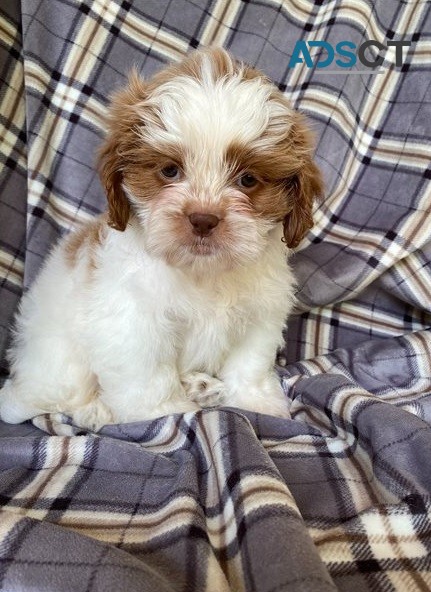 Shih Tzu Puppies For Sale