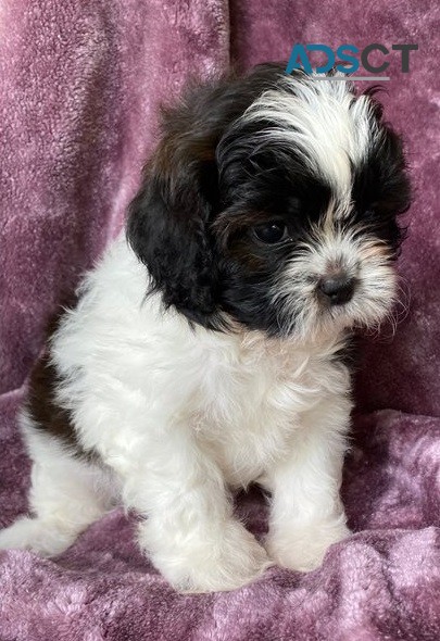 Shih Tzu Puppies For Sale