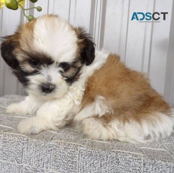 Shih Tzu Puppies For Sale