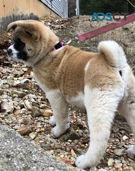 Akita Puppies For Sale