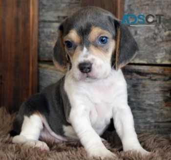 Beagle Puppies For Sale