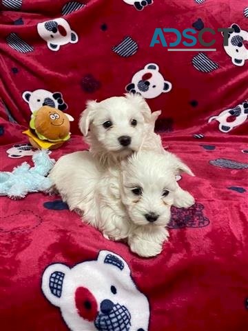 Maltese Pups