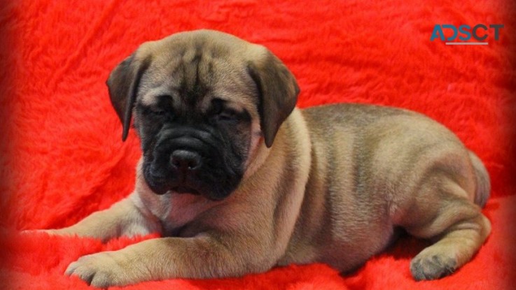 Bull Mastiff Puppies For Sale