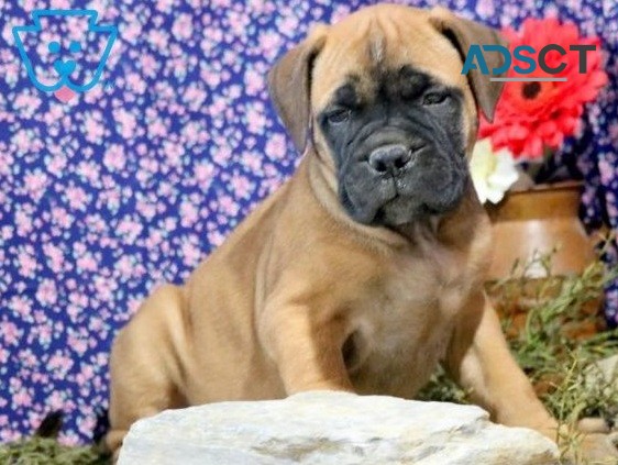 Bull Mastiff Puppies For Sale