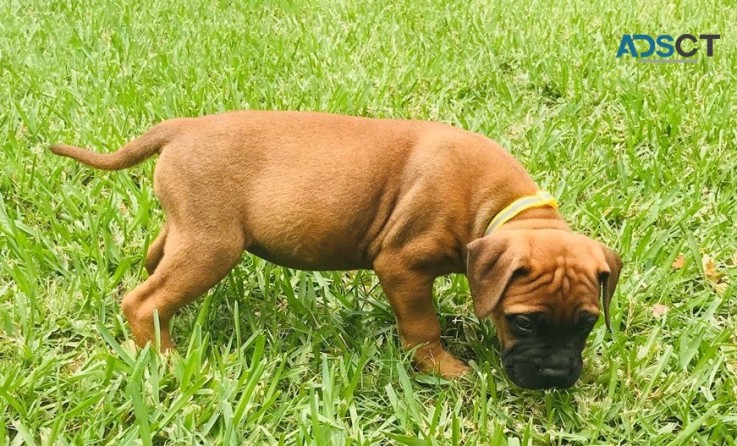 Bull Mastiff Puppies For Sale