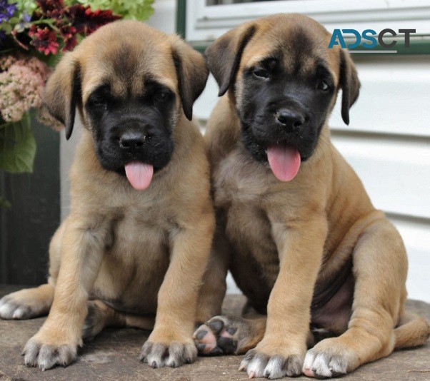 Bull Mastiff Puppies For Sale