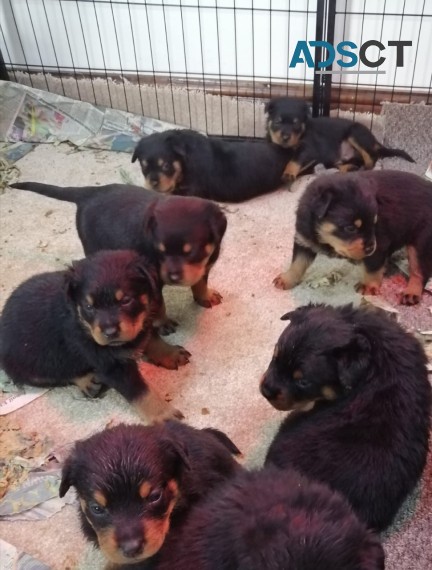 Chunky Rottweiler Puppies