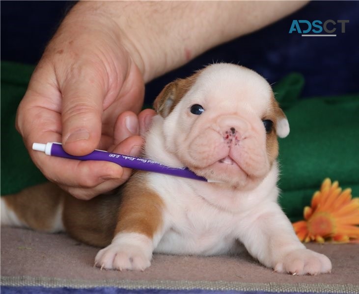 English Bulldog Puppies For Sa