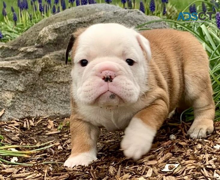 English Bulldog Puppies For Sa