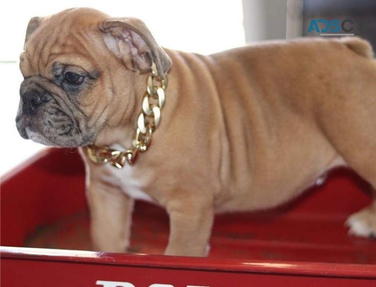 English Bulldog Puppies For Sa