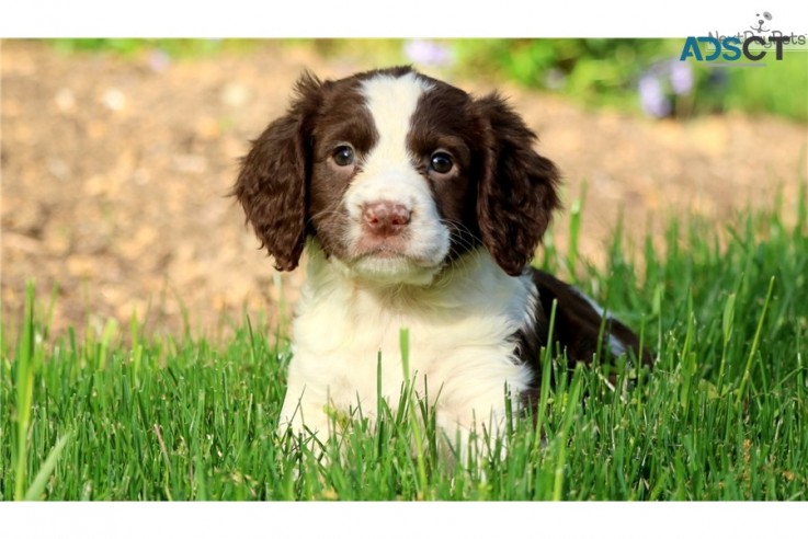 English Springer Spaniel Pups For Sale