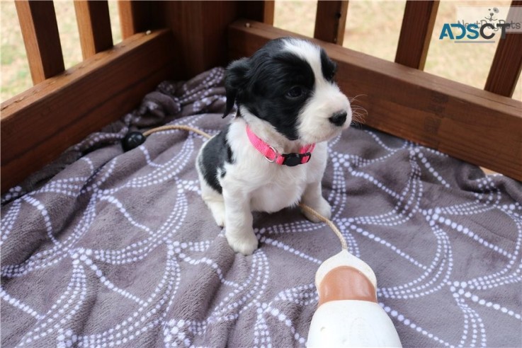 English Springer Spaniel Pups For Sale