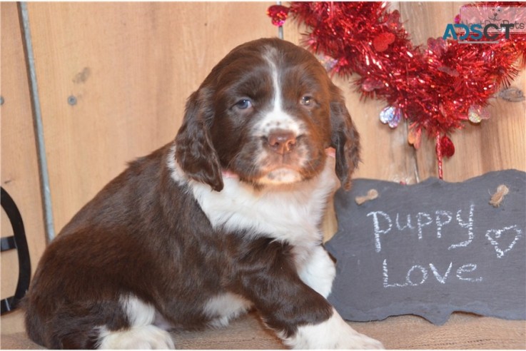 English Springer Spaniel Pups For Sale