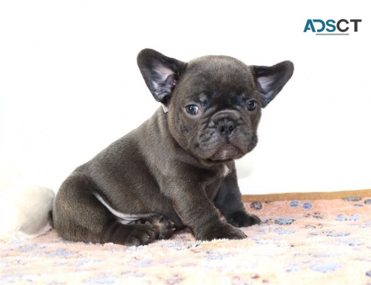 French Bulldog Puppies For Sale