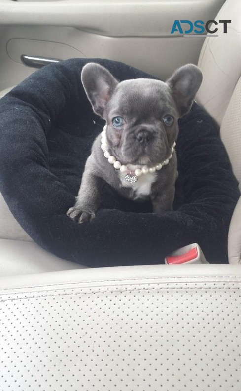 French Bulldog Puppies For Sale