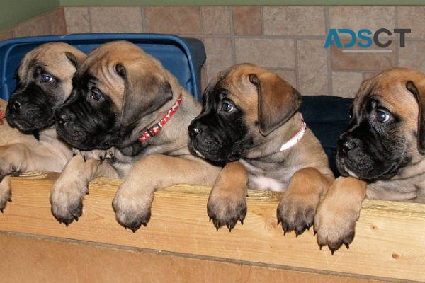 Bull mastiff Puppies For Sale