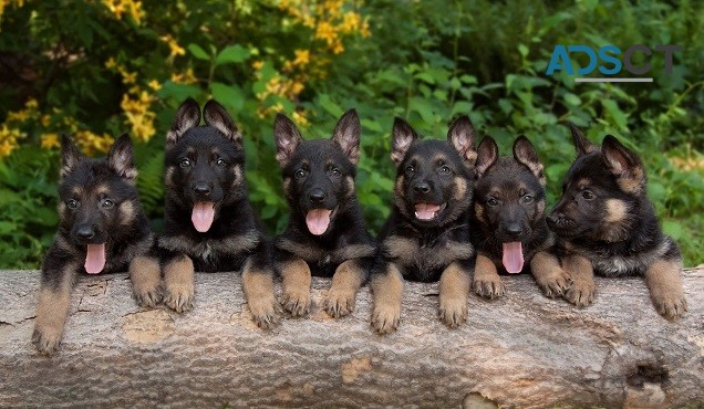 German Shepherd Puppies For Sale