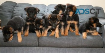 German Shepherd Puppies For Sale