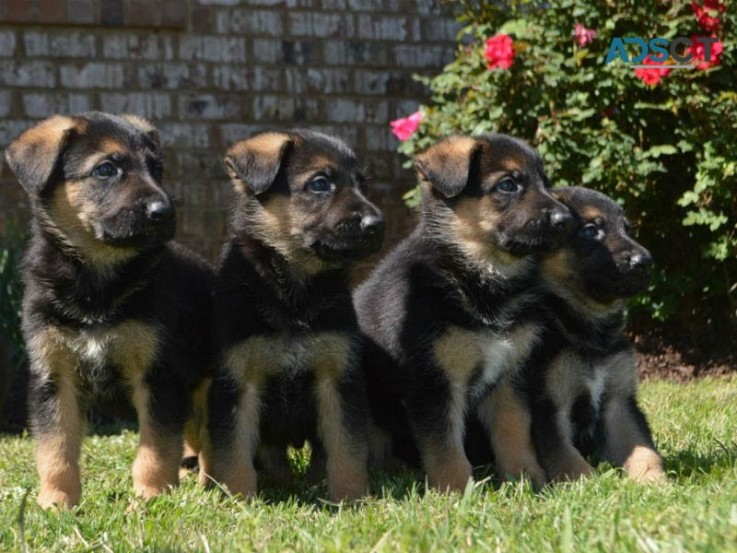 German Shepherd Puppies For Sale