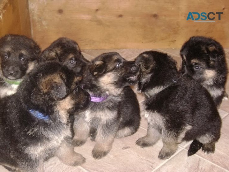 German Shepherd Puppies For Sale