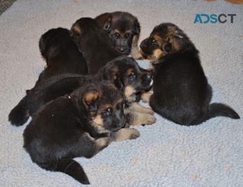 German Shepherd Puppies For Sale