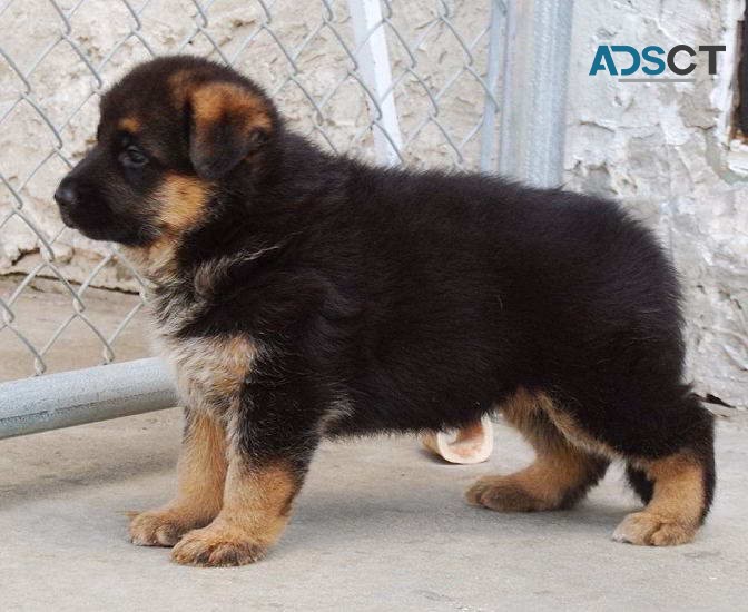 German Shepherd Puppies For Sale