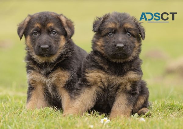 German Shepherd Puppies For Sale