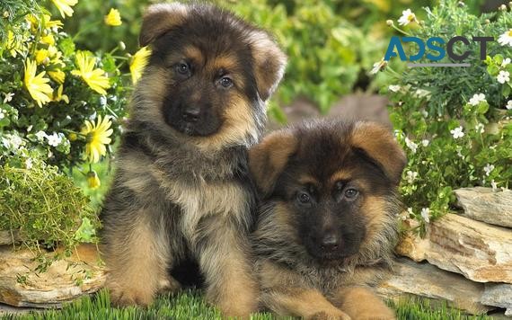 German Shepherd Puppies For Sale