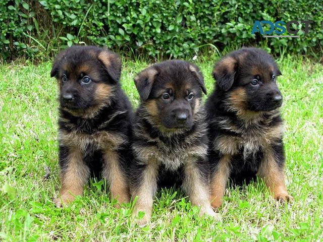 German Shepherd Puppies For Sale