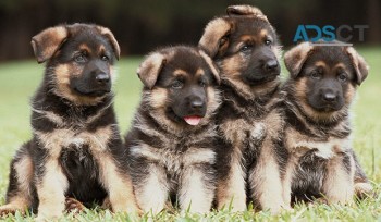 German Shepherd Puppies For Sale