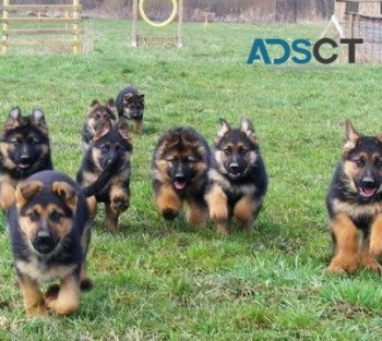 German Shepherd Puppies For Sale