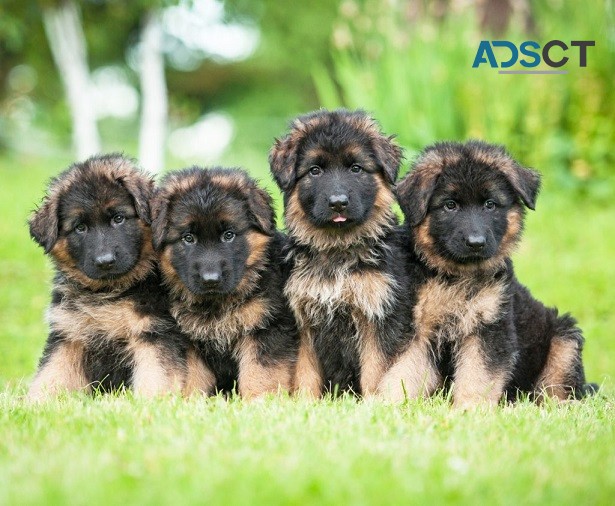 German Shepherd Puppies For Sale