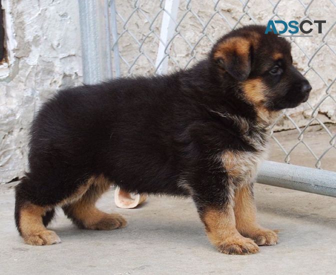 German Shepherd Puppies For Sale