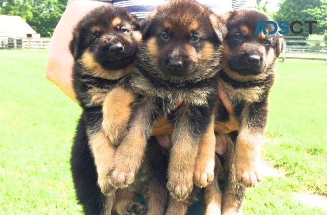 German Shepherd Puppies For Sale