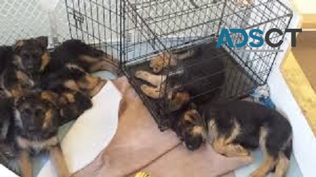 German Shepherd Puppies For Sale