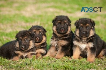 German Shepherd Puppies For Sale