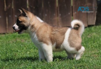 Akita Puppies For Sale