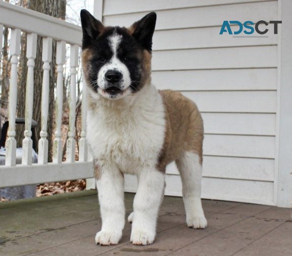 Akita Puppies For Sale