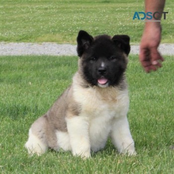 Akita Puppies For Sale