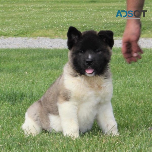 Akita Puppies For Sale