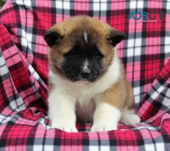 Akita Puppies For Sale