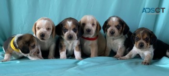 Beagle Puppies For Sale