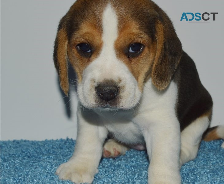 Beagle Puppies For Sale