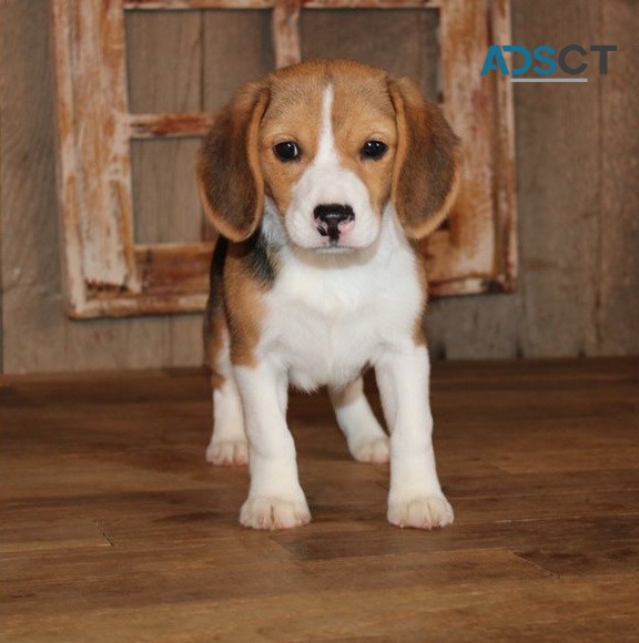 Beagle Puppies For Sale