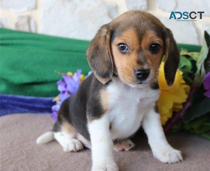 Beagle Puppies For Sale