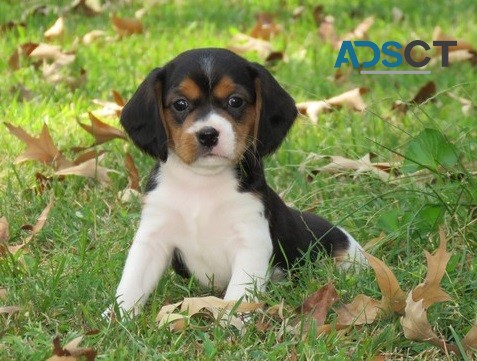 Beagle Puppies For Sale