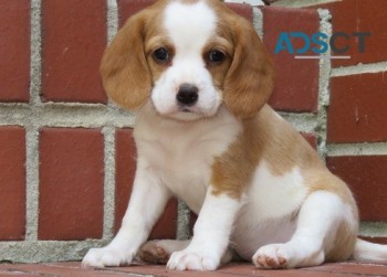 Beagle Puppies For Sale